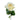 White Shimmer Rose