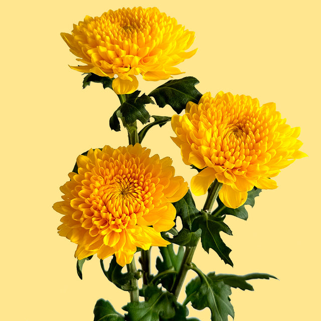 Cremon Yellow | Sami Sacha Flowers