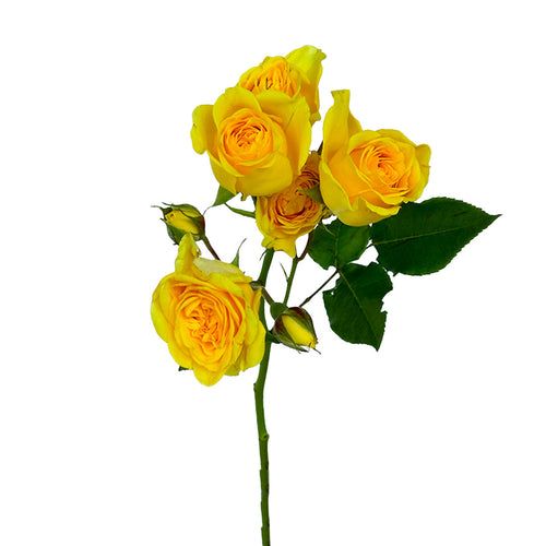 Golden Blossom Spray Rose
