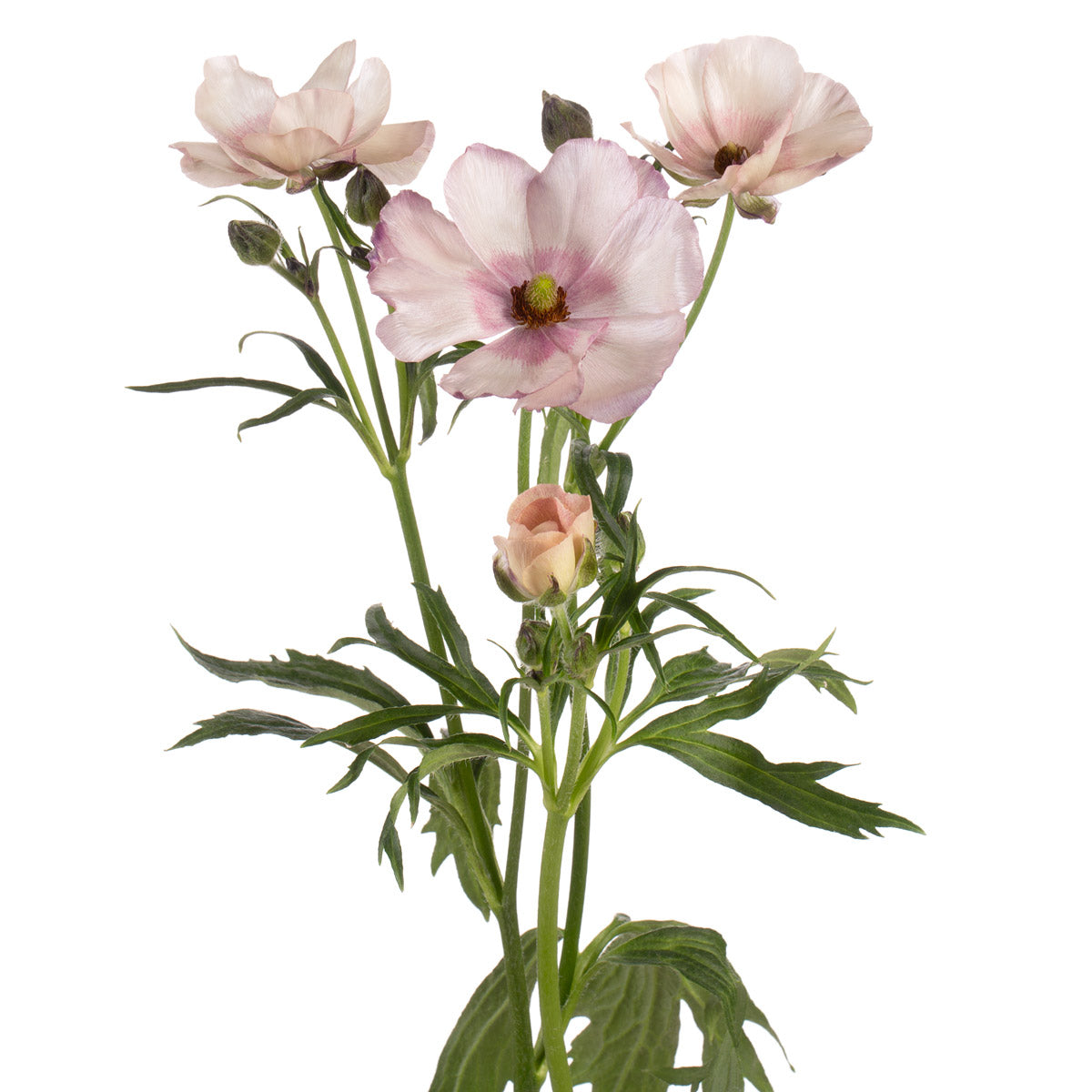 Pink Ranunculus Assistant Light Pink Ranunculus