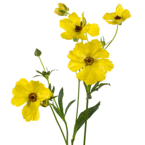 Ranunculus Butterfly Yellow Phytalos