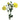 Ranunculus Butterfly Artemis