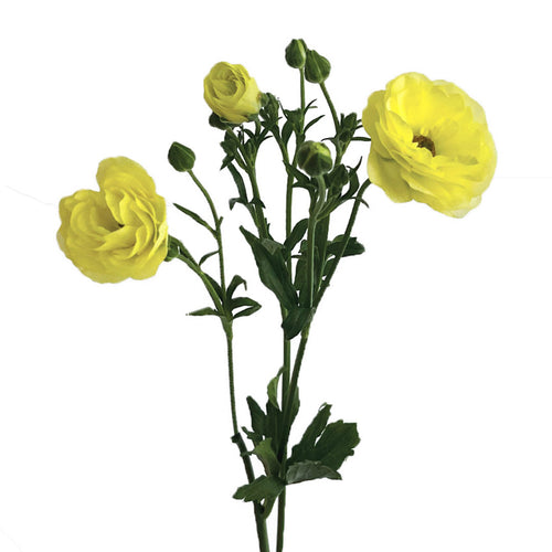 Ranunculus Butterfly Artemis