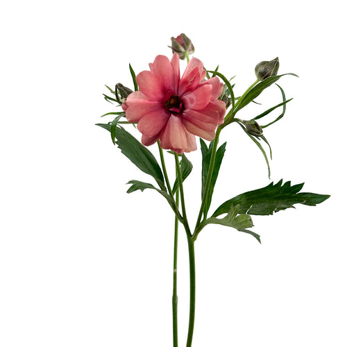 Ranunculus Butterfly Moderna Vega