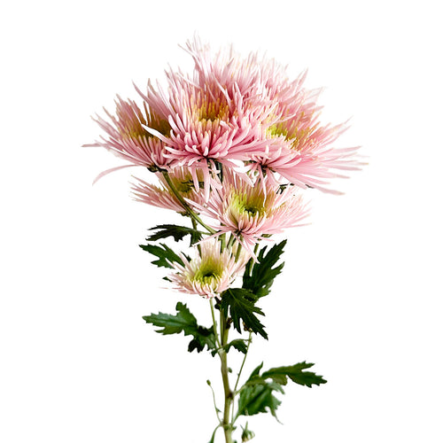 Pom Pom Capriol