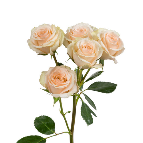 Cream Spray Rose
