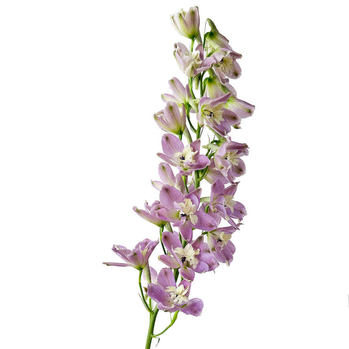 Delphinium Trick Pink