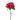 Dianthus Sweet Williams