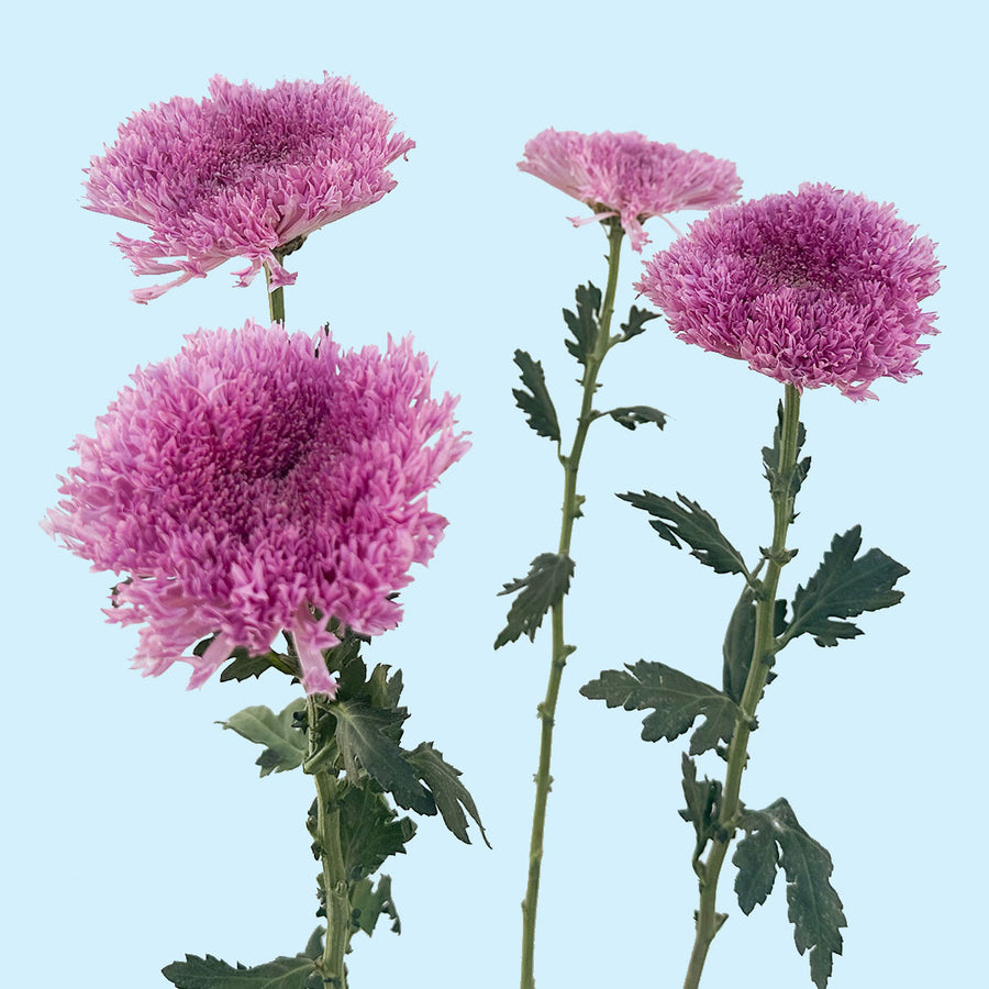 Etrusko Cremon