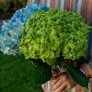 Solomio | Sami Sacha Flowers