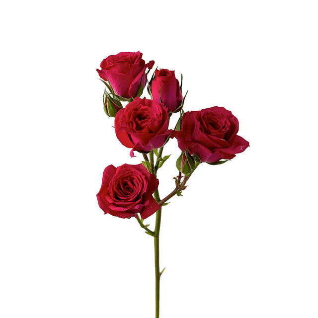 Fire Up Spray Rose | Sami Sacha Flowers