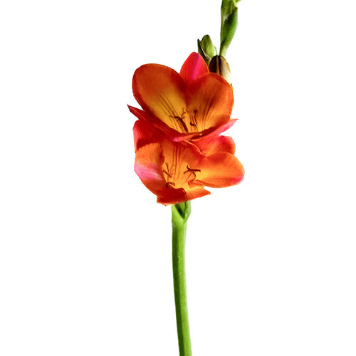 Flaming Red Freesia