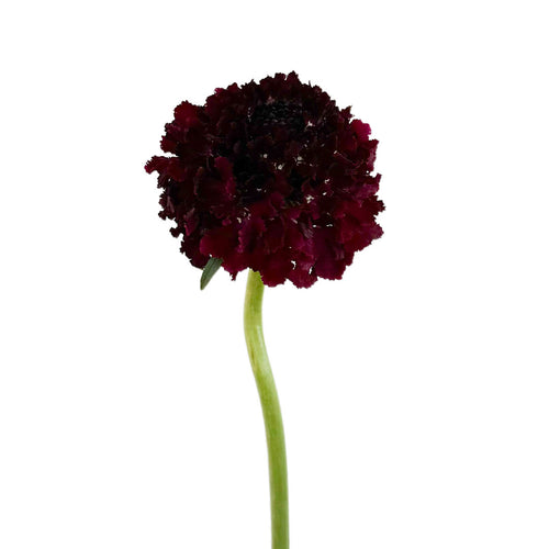 Maraschino Scabiosa