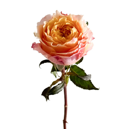 Shine On Garden Rose
