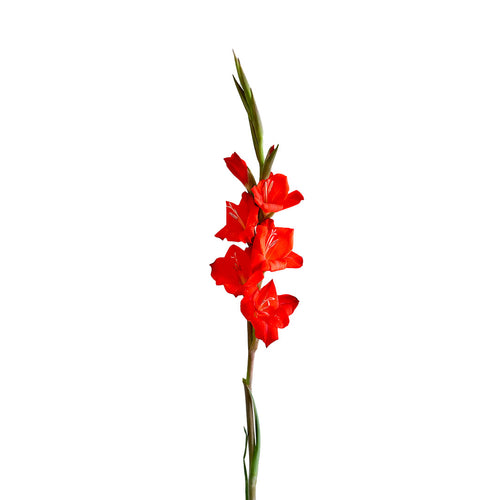 Orange Gladiolus