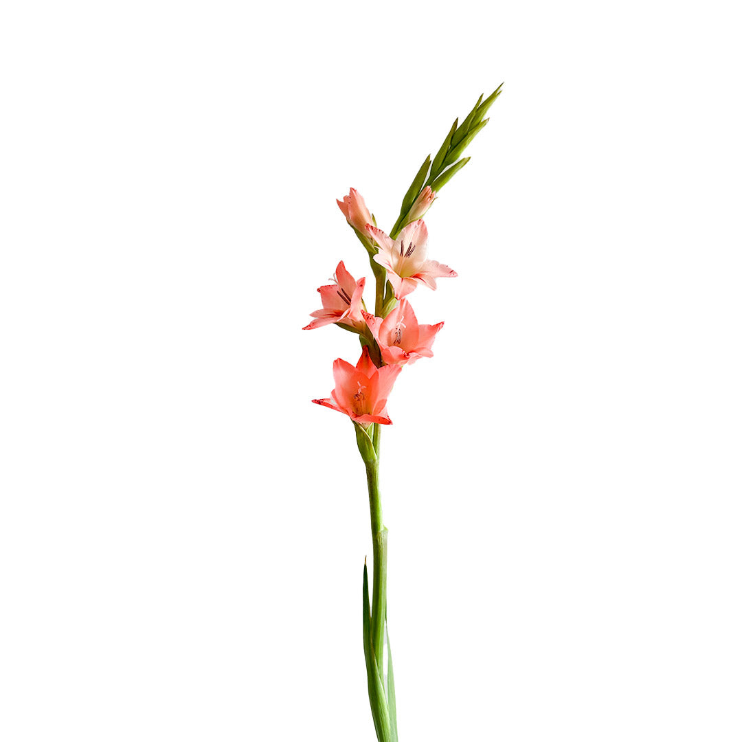 Gladiolus Peach | Sami Sacha Flowers