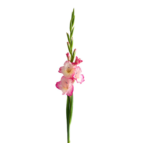 Pink Gladiolus