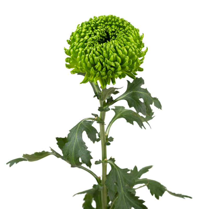 Green Mums | Sami Sacha Flowers