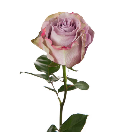 Grey Knights Rose