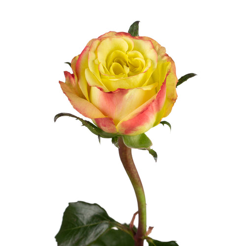 Journey Garden Rose