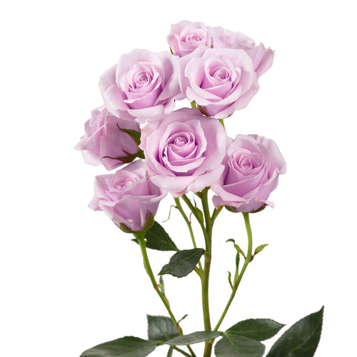 Blue Moon Spray Rose