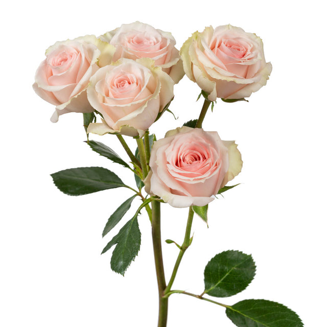Light Pink Starblush Spray Rose | Sami Sacha Flowers