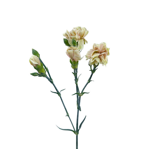 Mini Carnation Moorea