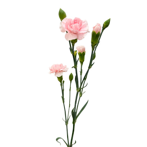 Mini Carnation Roxanne Pink