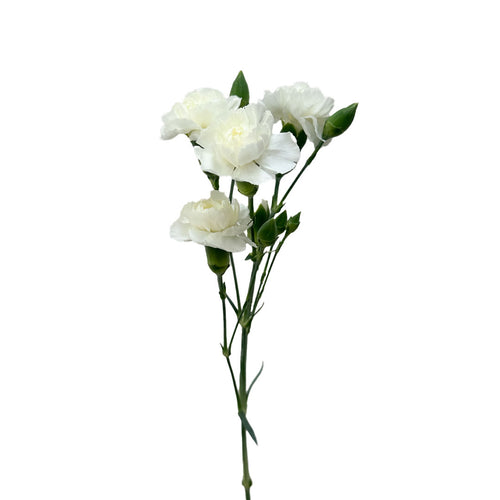 Mini Carnation Ibis
