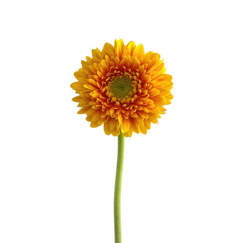 Mini Gerbera Ilios