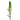 White Ornithogalum