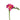 Pink Freesia