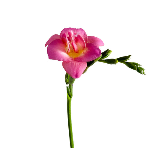 Pink Freesia