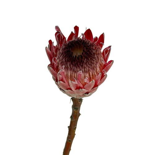 Protea Pink Ice