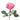 Pink Monster Garden Rose