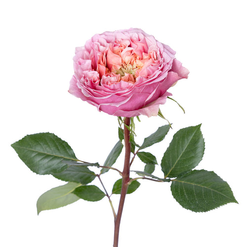 Pink Monster Garden Rose