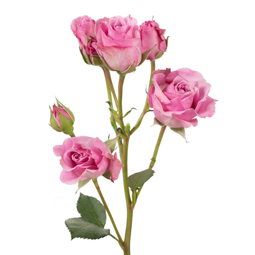Pink Majolica Spray Rose