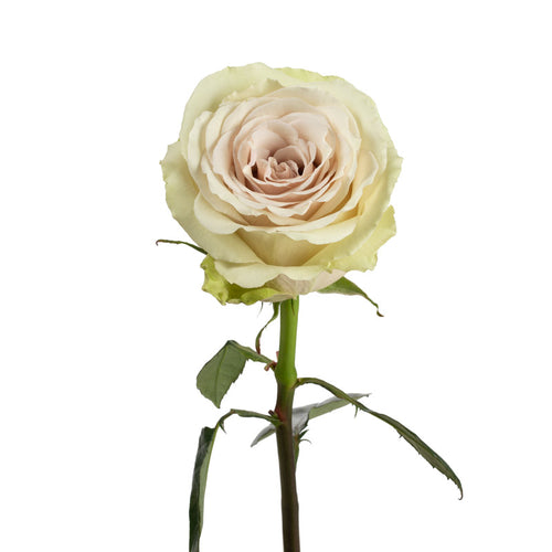 Pompei Rose