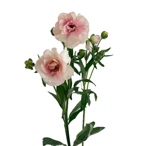 Ranunculus Butterfly Pink Ariadne