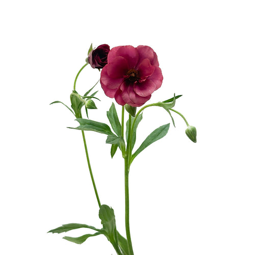 Ranunculus Butterfly Magical Raspberry
