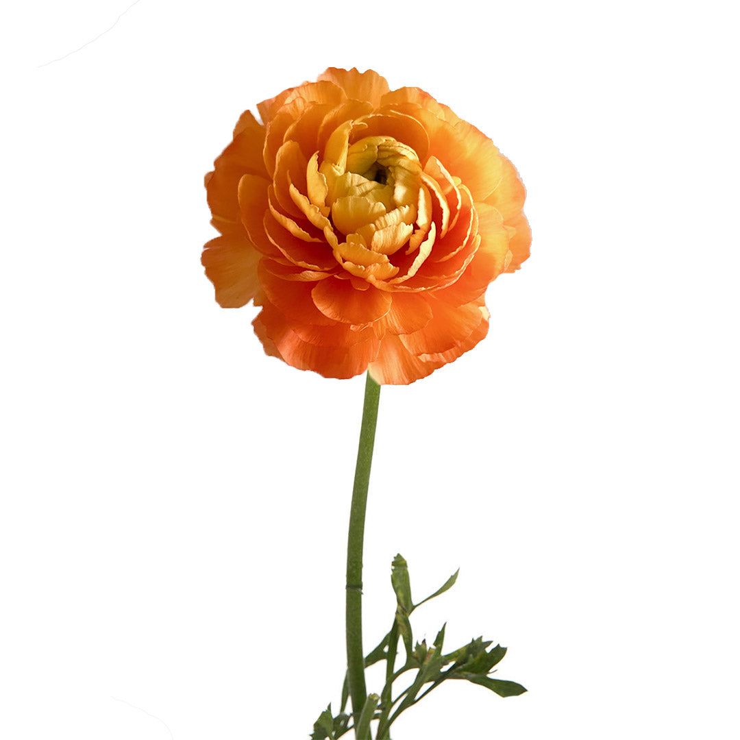 Cloni Ranunculus Yellow Cloni Mambo Ranunculus | Sami Sacha Flowers
