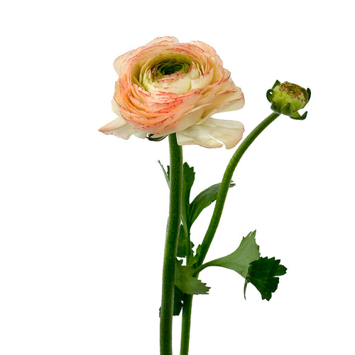 Cloni Tuareg Peach Ranunculus