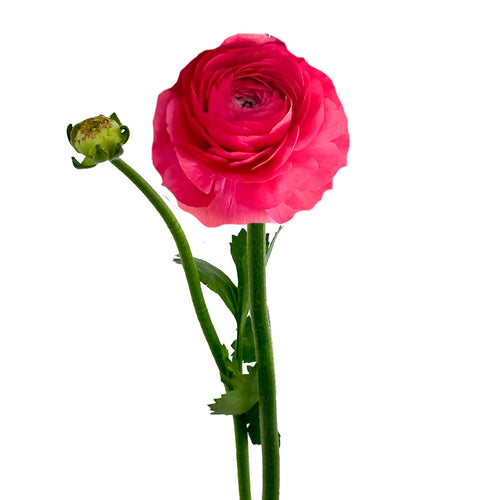 Success Fragolino Ranunculus