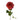 Razzmatazz Garden Rose