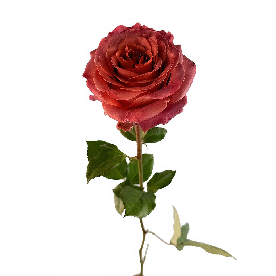 Razzmatazz Garden Rose | Sami Sacha Flowers