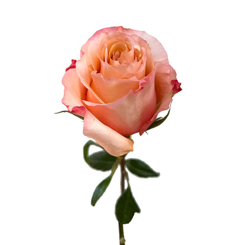 Fascination Garden Rose