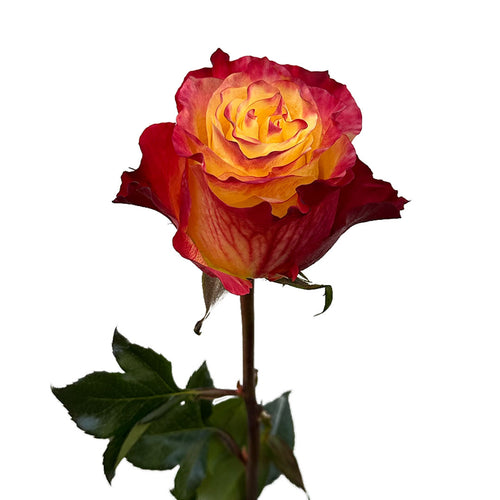 Sunset Xpression Garden Rose