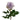 Shocking Blue Rose