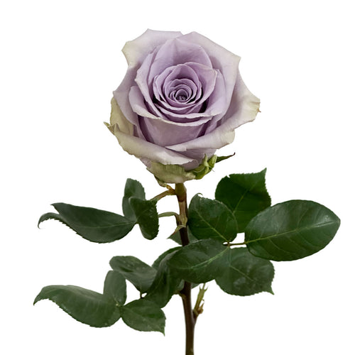 Shocking Blue Rose