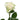 Cotton Xpression Garden Rose